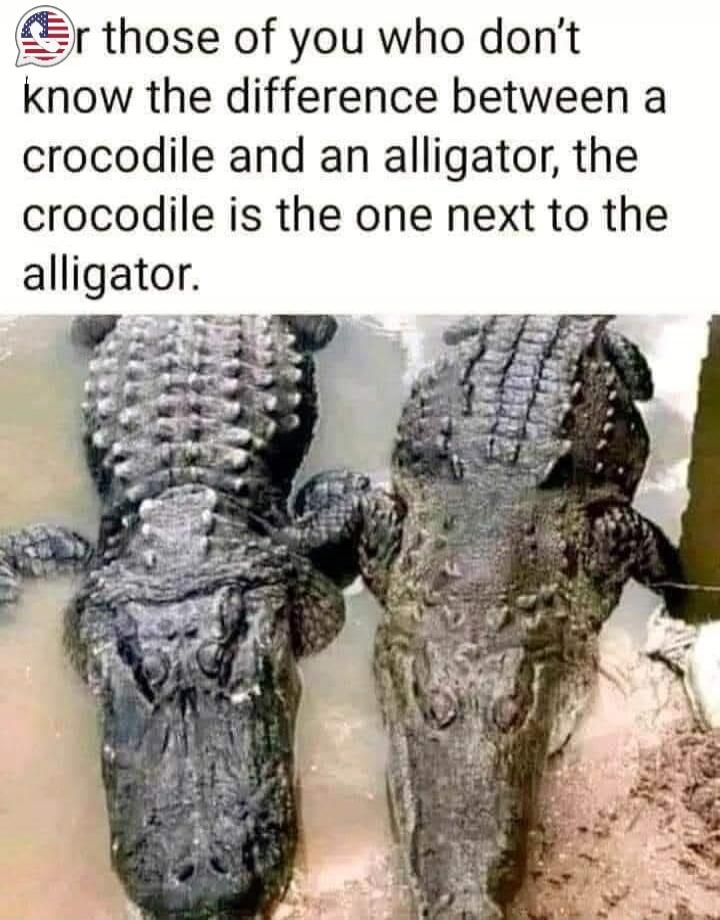 For those of you who don't know the difference between a crocodile and an alligator, the crocodile is the one next to the alligator.