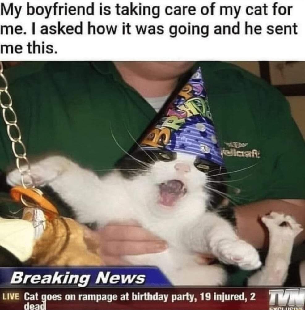 My boyfriend is taking care of my cat for me asked how it was going and he sent me this Breaking News LIvE cal at goes on rampage at birthday party 19 injured 2