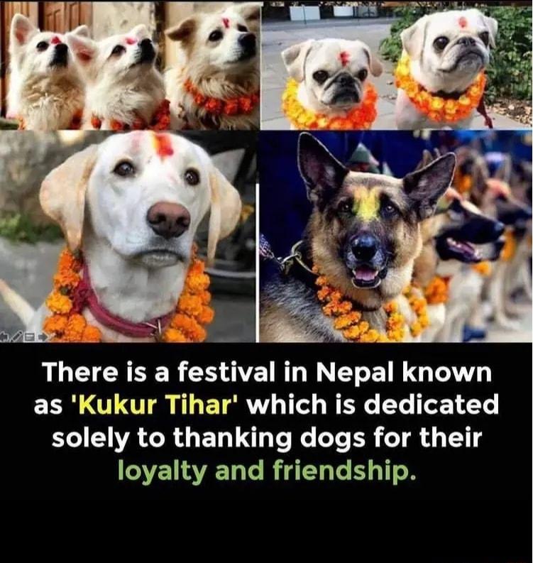 UGG CER CHOE RN ETEL LGN as Kukur Tihar which is dedicated solely to thanking dogs for their loyalty and friendship