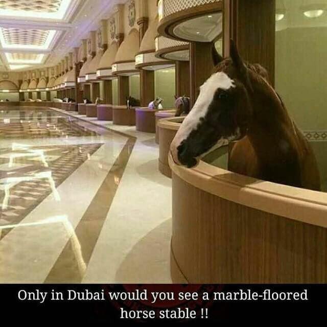 Only in Dubai would you see a marble floored horse stable