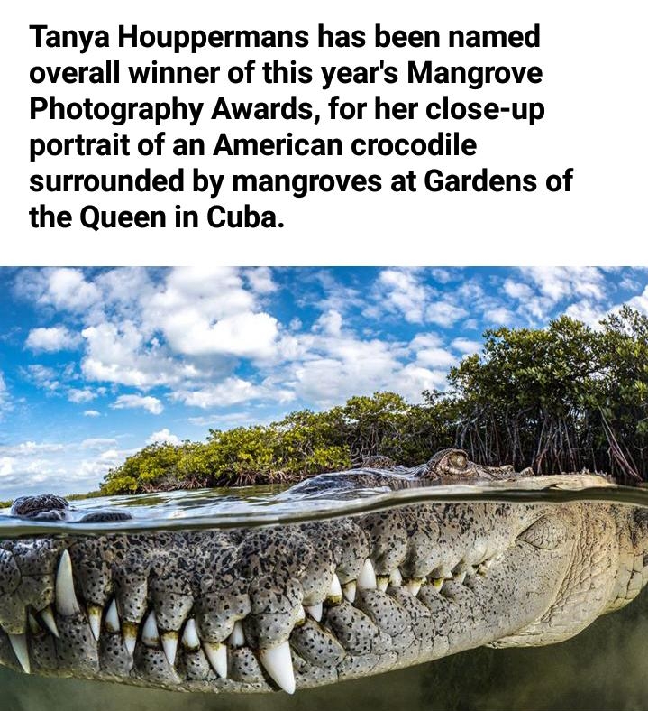 Tanya Houppermans has been named overall winner of this years Mangrove Photography Awards for her close up portrait of an American crocodile surrounded by mangroves at Gardens of the Queen in Cuba