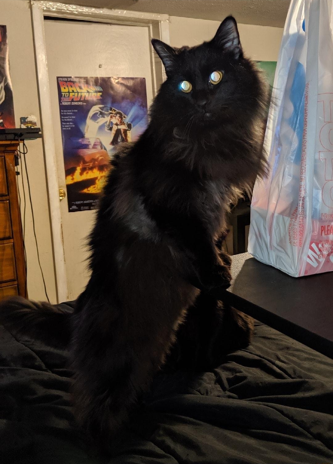 My Best Boy DIO