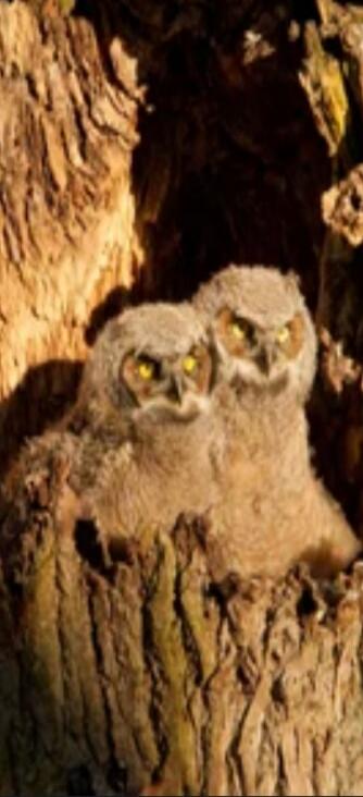 Two young owls perched on a tree trunk.