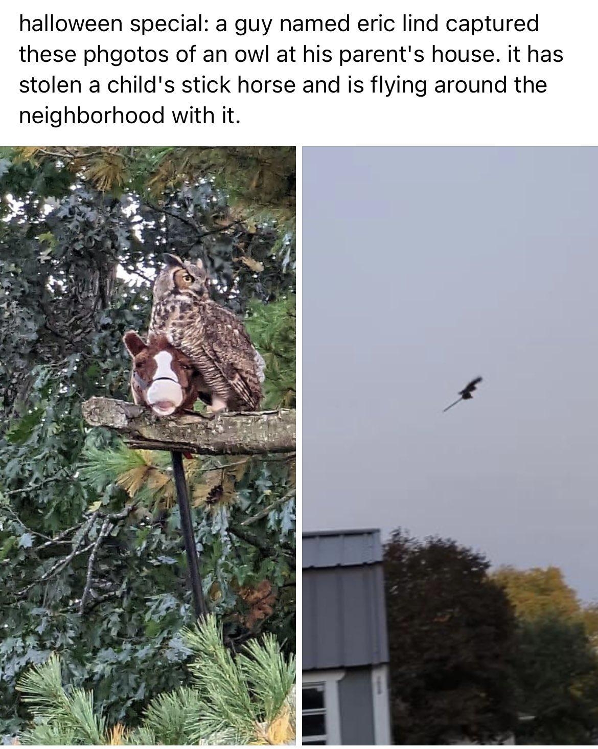 Ed Dixon 4d halloween special a guy named eric lind captured these phgotos of an owl at his parents house it has stolen a childs stick horse and is flying around the neighborhood with it