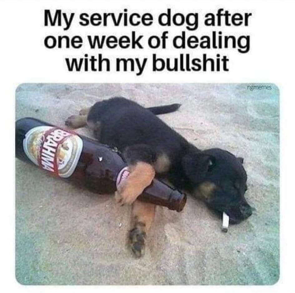 My service dog after one week of dealing with my bullshit