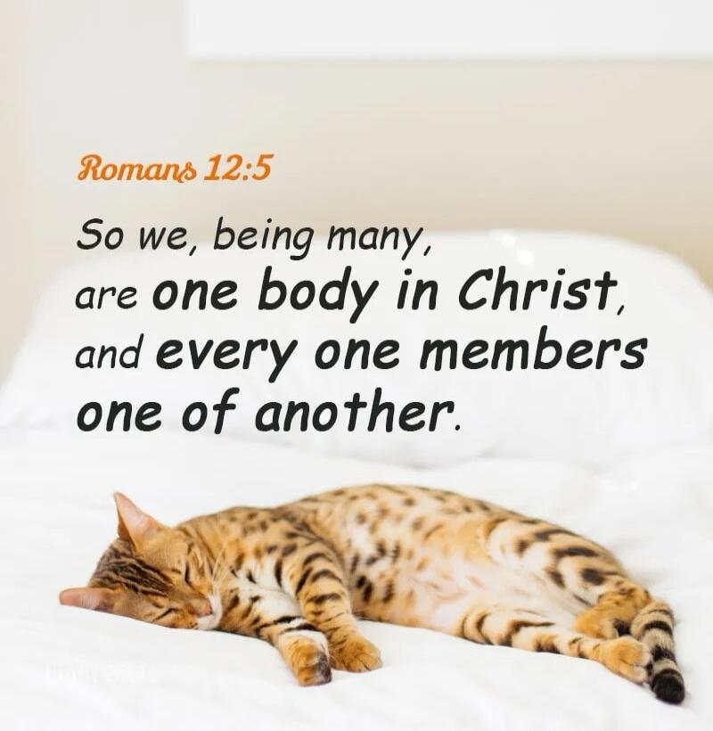 Romans 12:5 So we, being many, are one body in Christ, and every one members one of another.