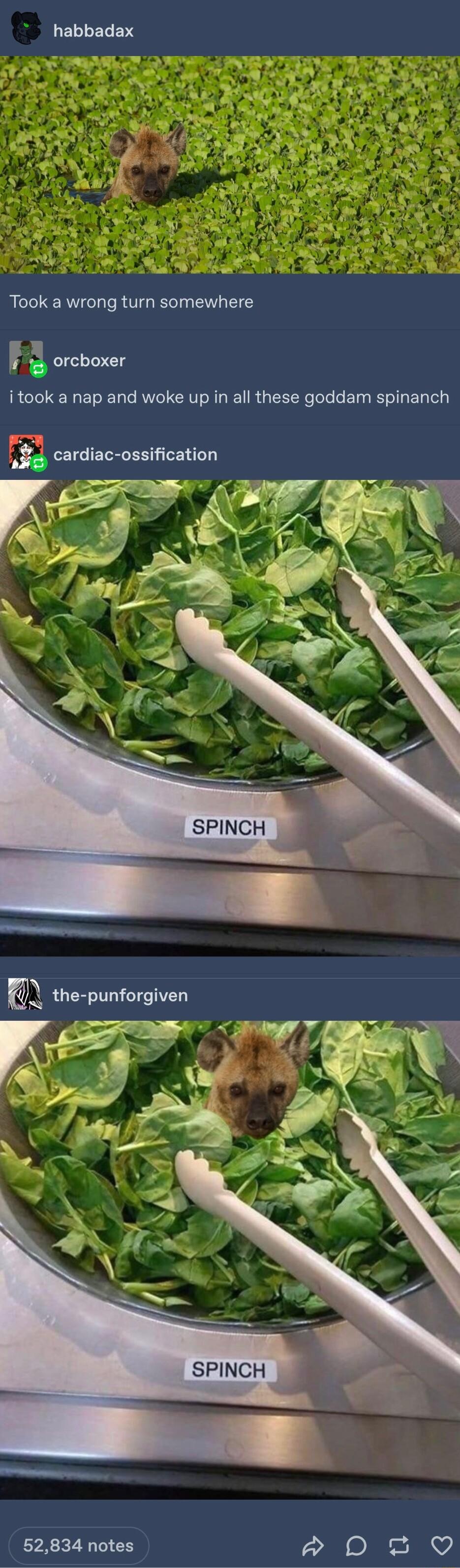 ELI ELERS Took a wrong turn somewhere orcboxer itook a nap and woke up in all these goddam spinanch F cardiac ossification 52834 notes P DS Q