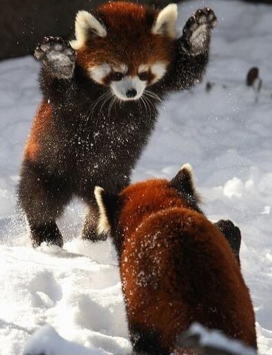 Two red panda cubs playing in the snow, one with paws raised in playful stance.