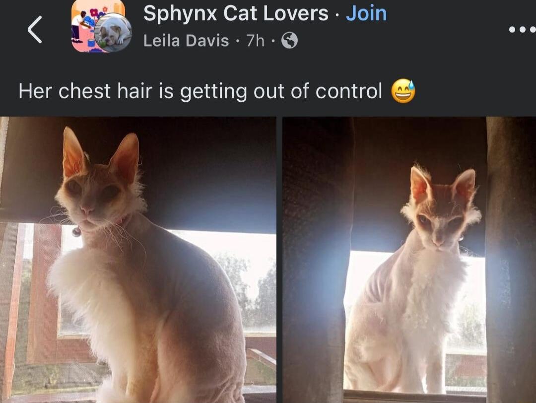 Sphynx Cat Lovers Join Leila Davis 7h Her chest hair is getting out of control