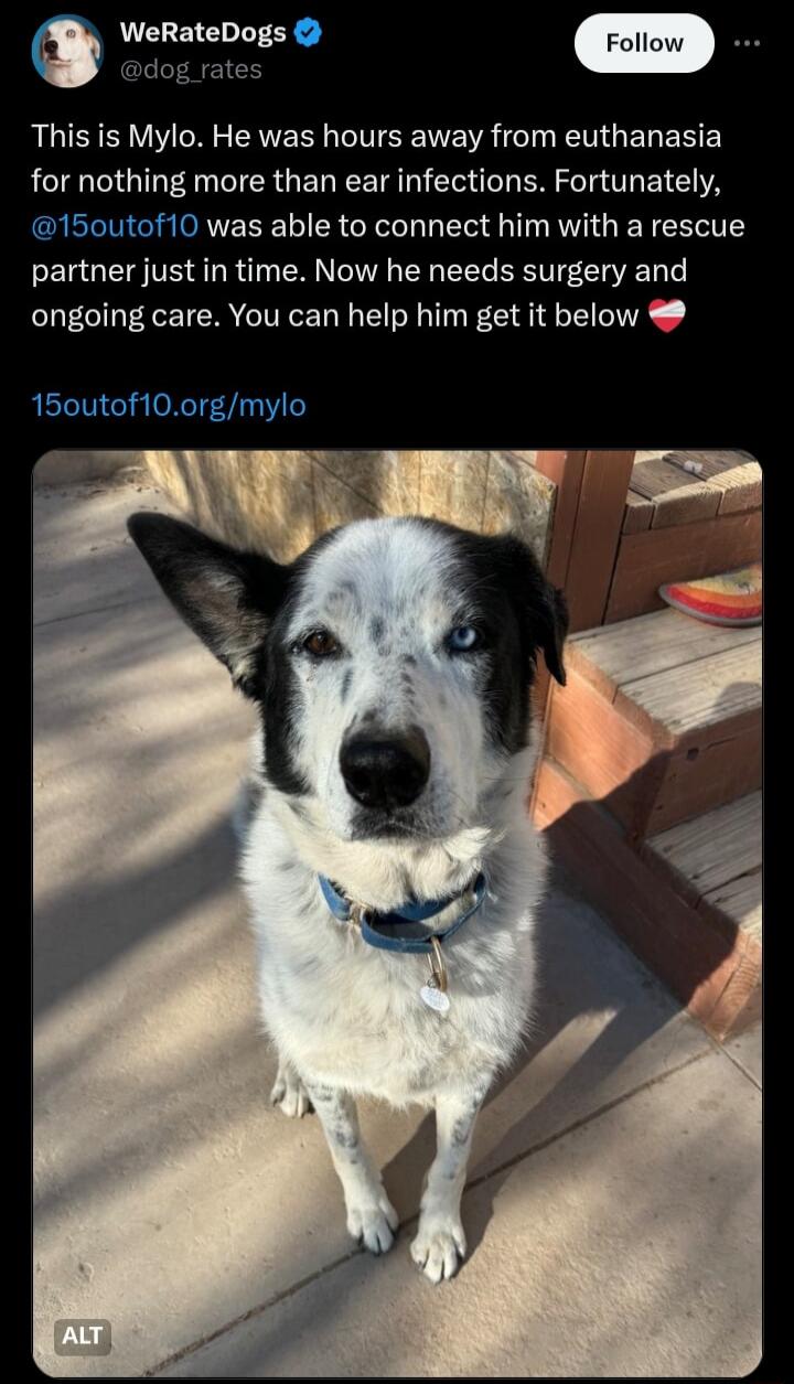 WeRateDogs dog rates RLIEIEN R ERVE R I W VR T RN G EL EREL for nothing more than ear infections Fortunately 150utof10 was able to connect him with a rescue partner just in time Now he needs surgery and ongoing care You can help him get it below 150utof100rgmylo