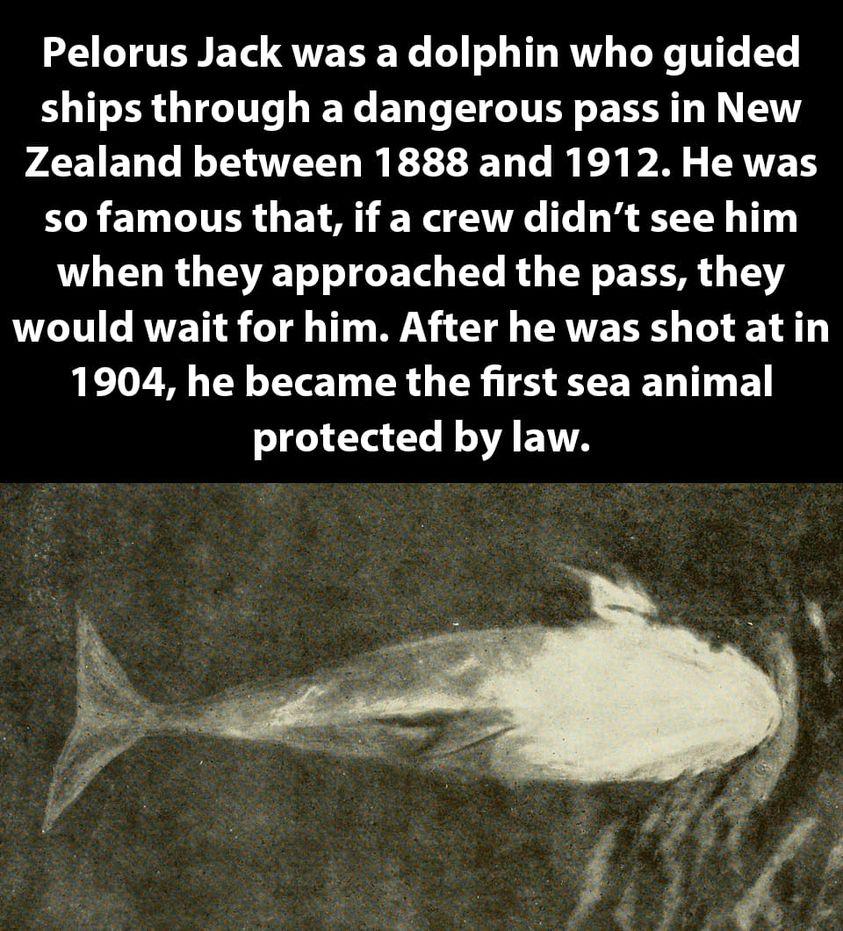 Pelorus Jack was a dolphin who guided ships through a dangerous pass in New Zealand between 1888 and 1912 He was so famous that if a crew didnt see him when they approached the pass they LV G RTETT R LT T WV T CRAVE RS T 14 1904 he became the first sea animal I 4 L R A ENTA