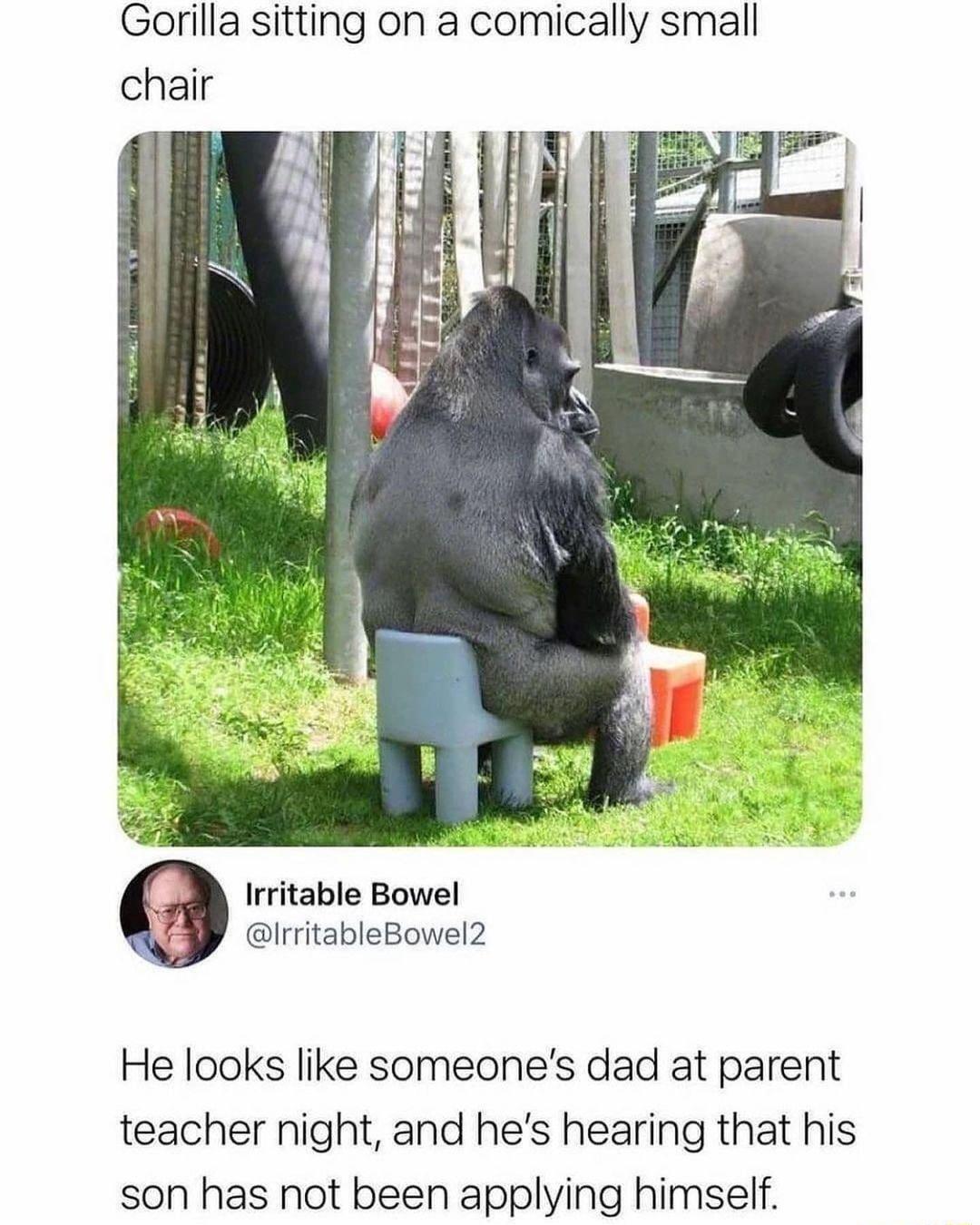 Gorilla sitting on a comically small chair Irritable Bowel irritableBowel2 He looks like someones dad at parent teacher night and hes hearing that his son has not been applying himself