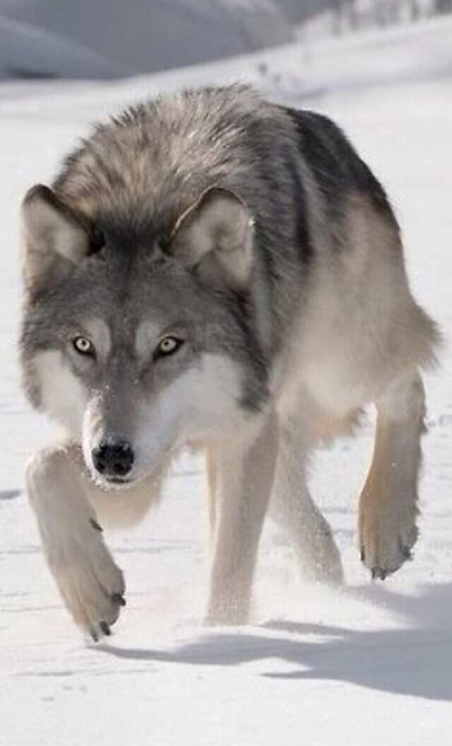 A wolf running in the snow.