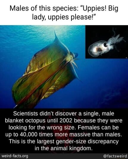 Males of this species Uppies Big lady uppies please Scientists didnt discover a single male blanket octopus until 2002 because they were looking for the wrong size Females can be V R R o ORI T BN EESIVER G ED R EICEN This is the largest gender size discrepancy in the animal kingdom weird factsorg factsweird