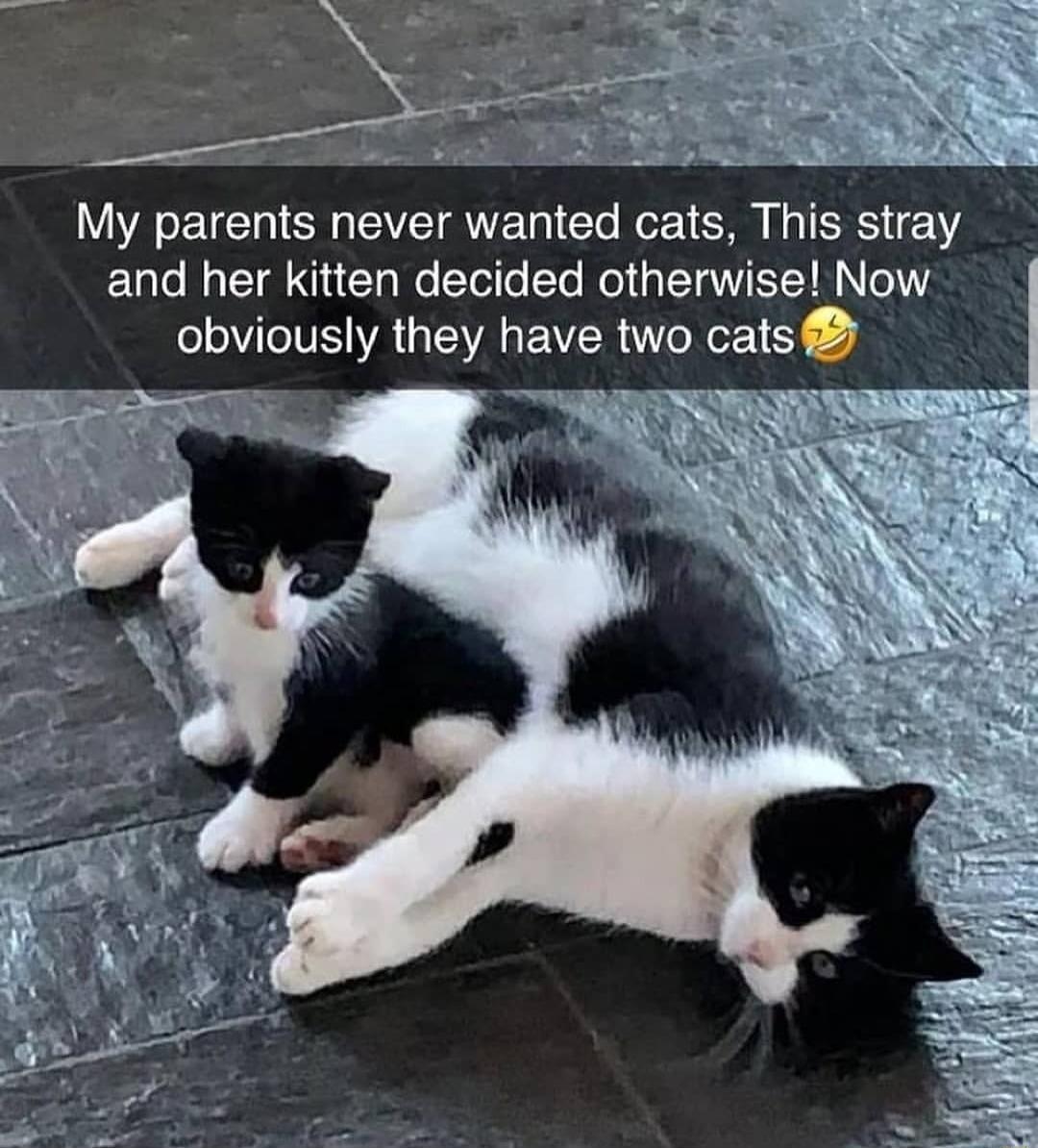 My parents never wanted cats This stray and her kitten decided otherwise Now obviously they have two cats