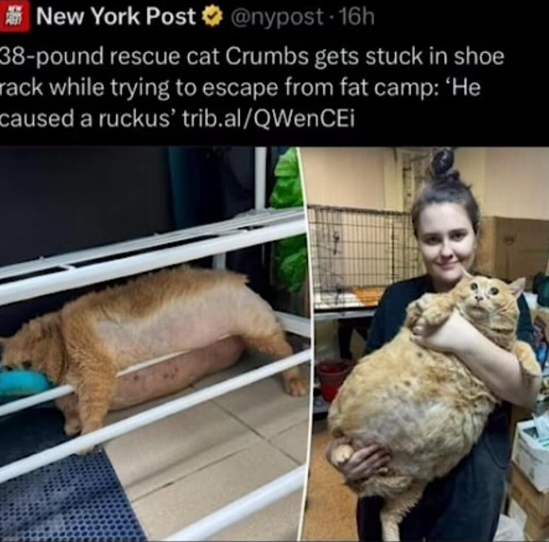 New York Post nypost 16h 38 pound rescue cat Crumbs gets stuck in shoe rack while trying to escape from fat camp He caused a ruckus tribalQWenCEi