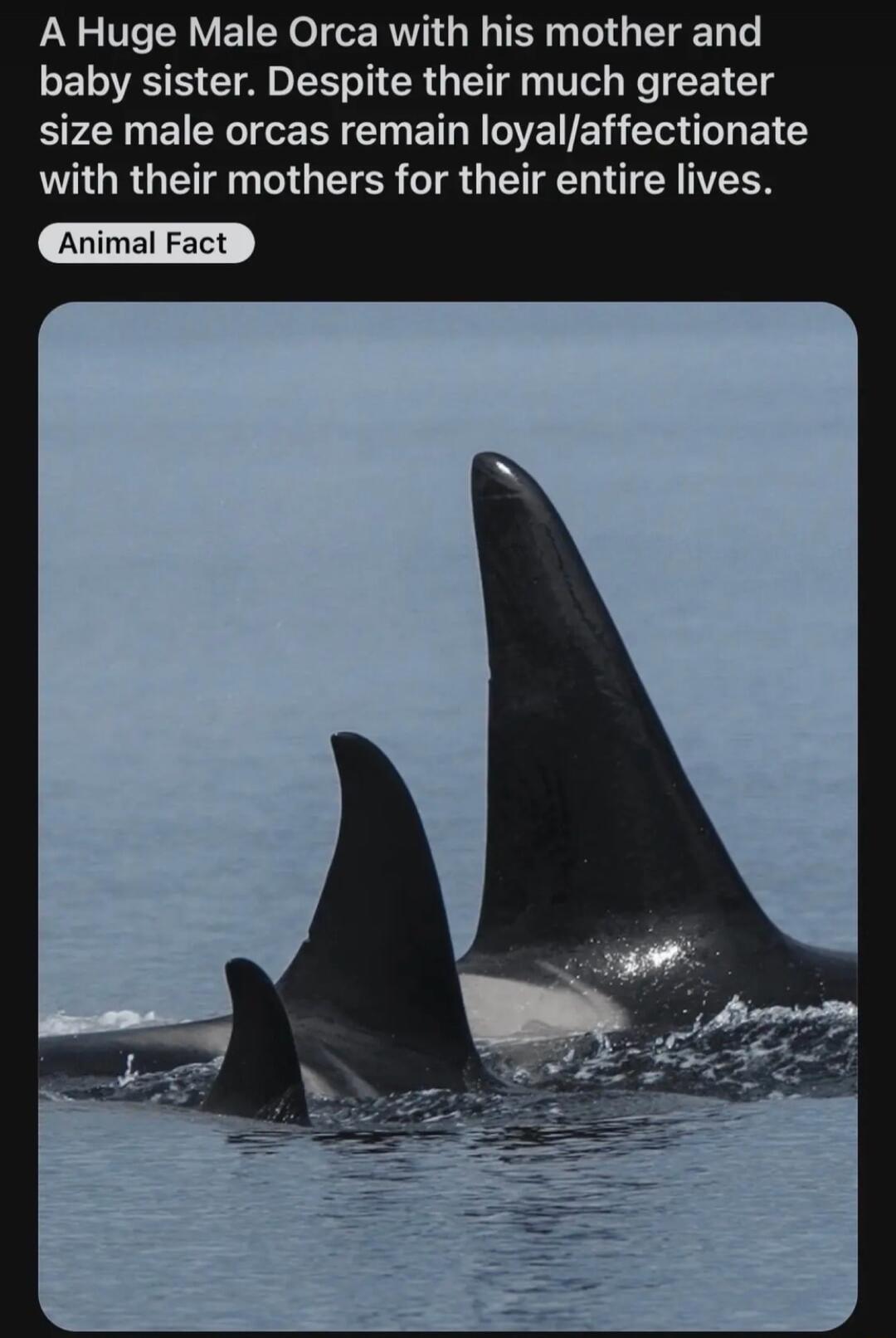 A Huge Male Orca with his mother and baby sister Despite their much greater size male orcas remain loyalaffectionate with their mothers for their entire lives Animal Fact