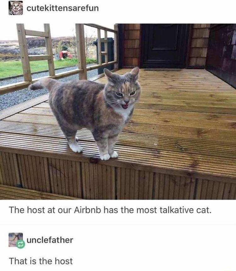 K cutekittensarefun The host at our Airbnb has the most talkative cat 8 unclefather That is the host