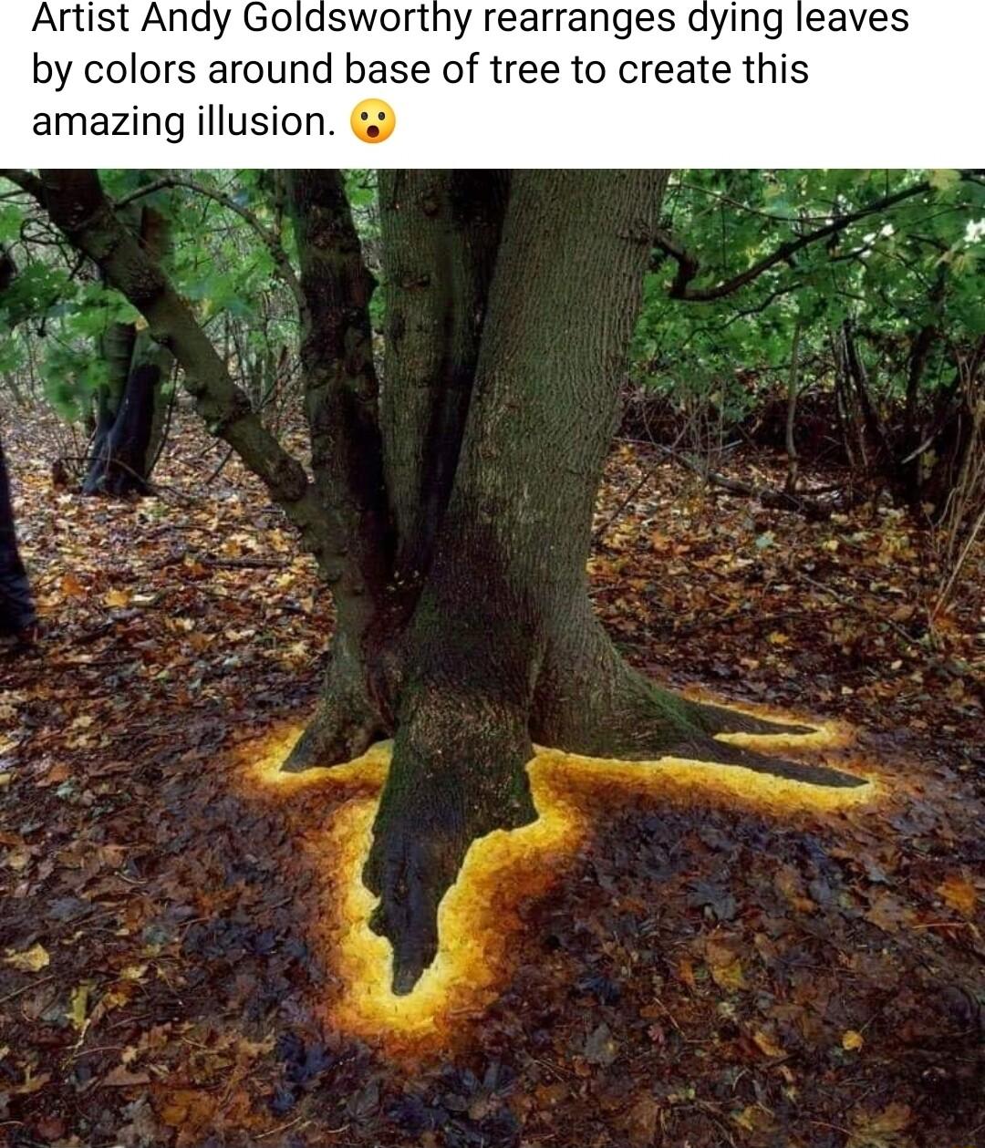 Artist Andy Goldsworthy rearranges dying leaves by colors around base of tree to create this amazing illusion