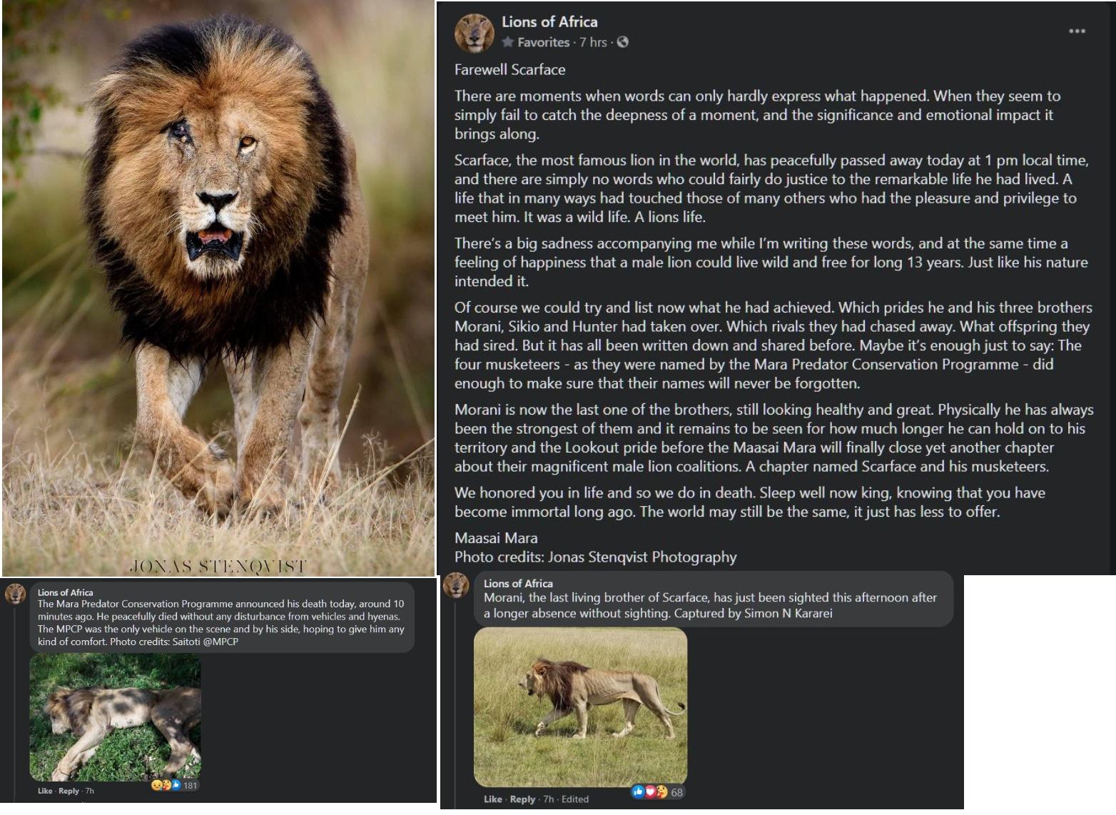 Lions of Africa The Mara Predator Conservation Programme announced his death today around 10 minutes ago He peacefully died without any disturbance from vehicles and hyenas The MPCP was the only vehicle on the scene and by his side hoping to give him any kind of comfort Photo credits Saitoti MPCP Like Reply 7h Photo credits Jonas Stenqvist Photography Morani the last living brother of Scarface has