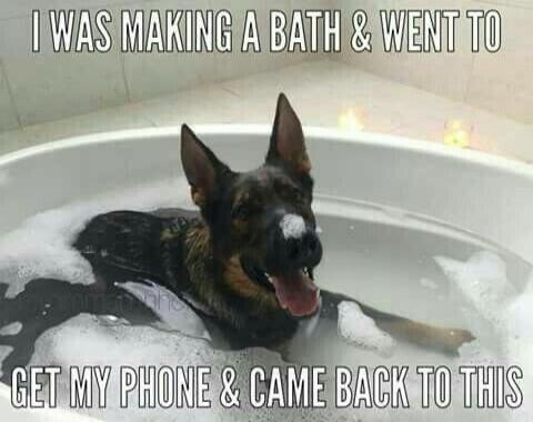 I was making a bath & went to get my phone & came back to this