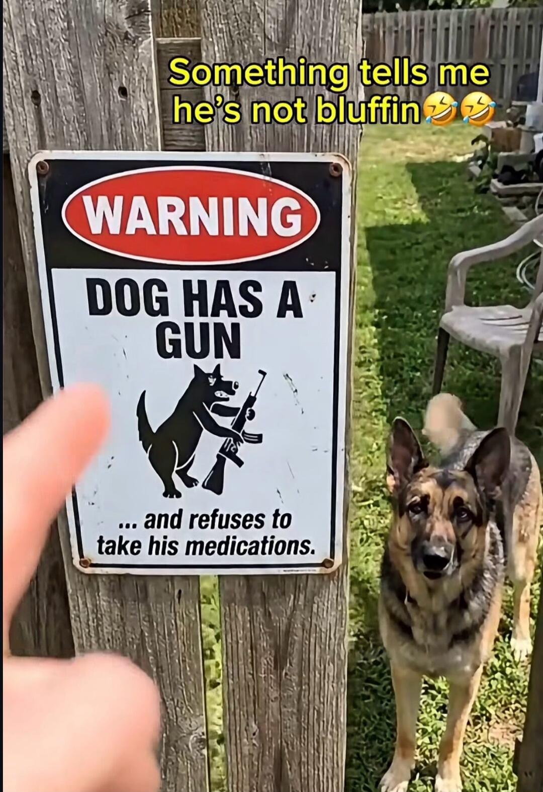 Something tells me he's not bluffin 😂🤣 WARNING DOG HAS A GUN ... and refuses to take his medications.