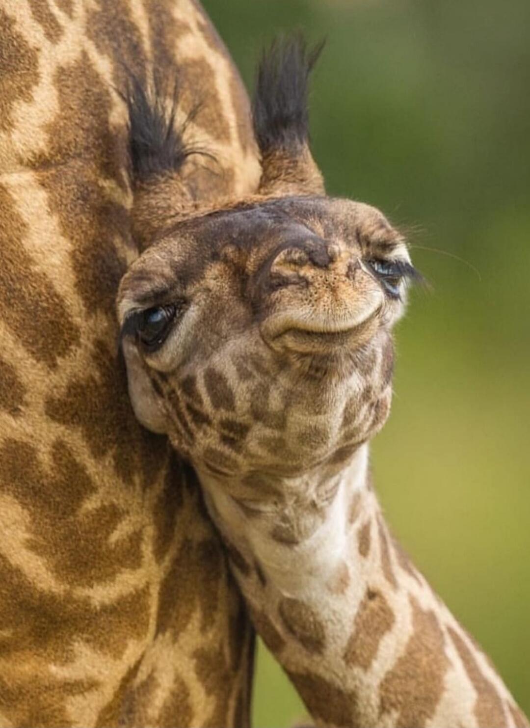 Session ID: 1005050.