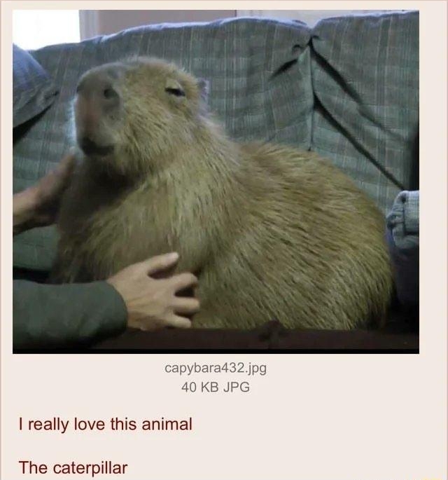 i Anonymous 010422Tue095037 No869965152 40 KB JP really love this animal The caterpillar