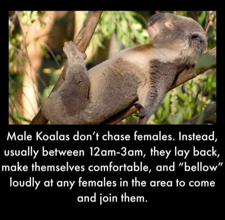 4 V4 e Male Koalas dont chase females Instead usually between 12am 3am they lay back make themselves comfortable and bellow loudly at any females in the area to come and join them