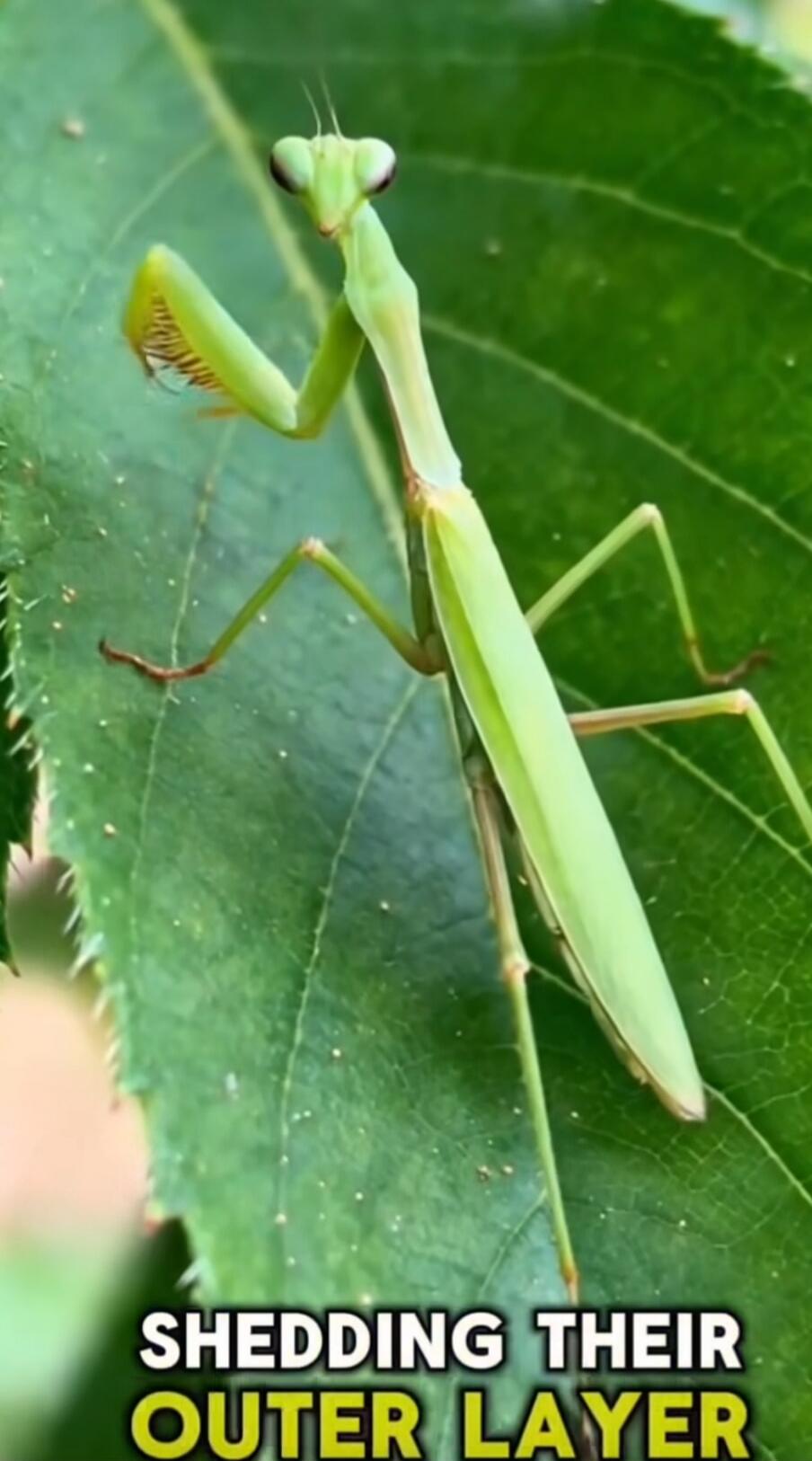 SHEDDING THEIR OUTER LAYER