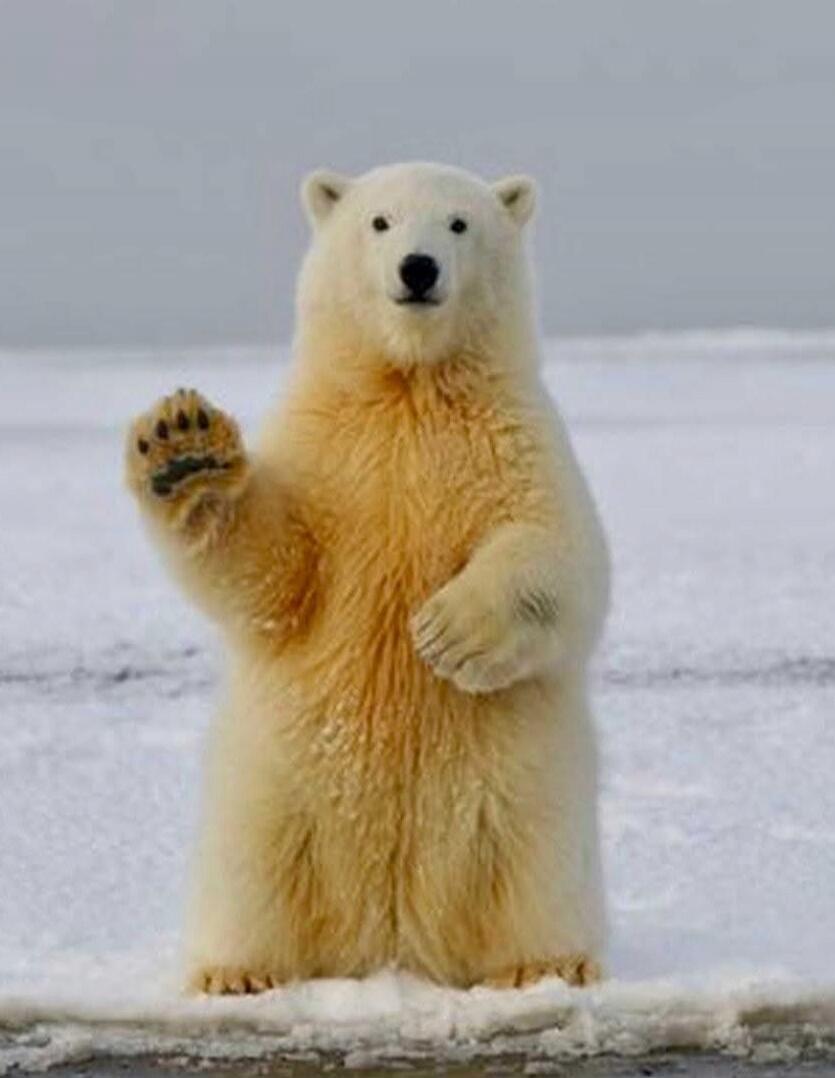 A polar bear standing upright on ice, with one paw raised as if waving.