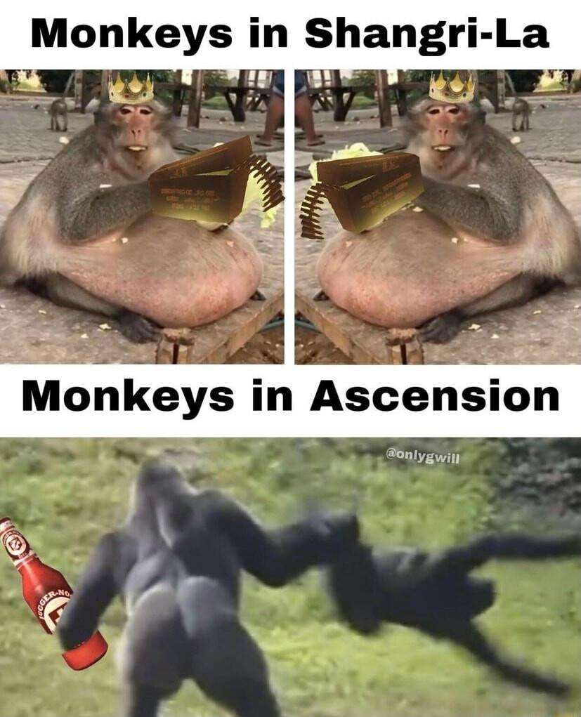 Monkeys in Shangri La