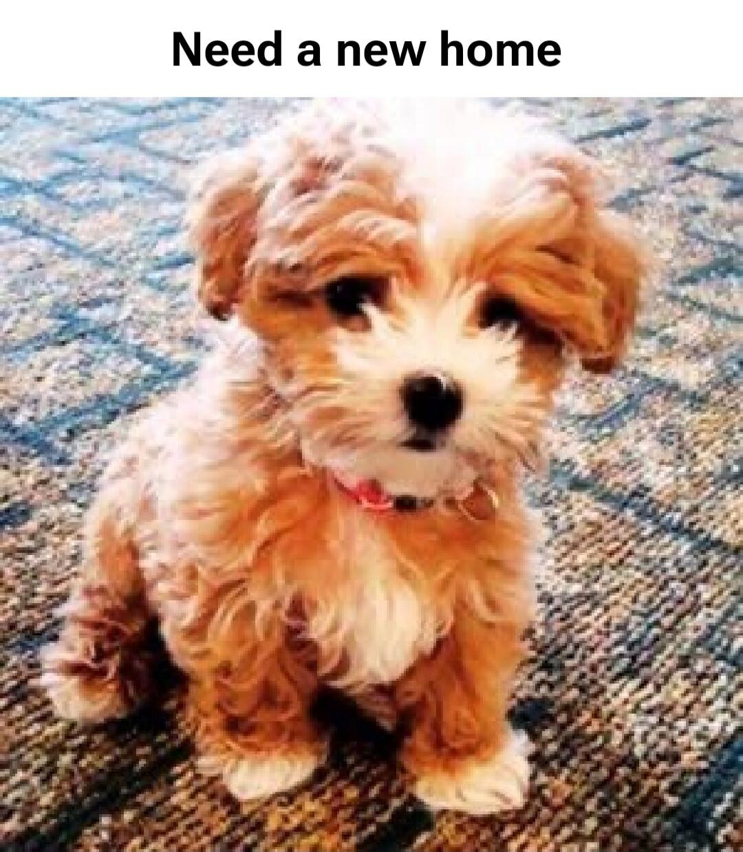 Need a new home