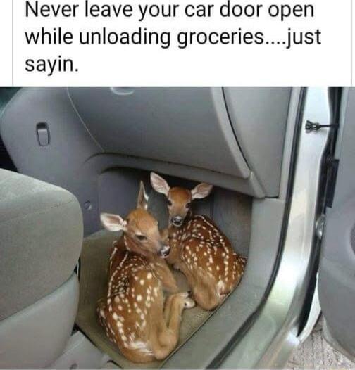 Never leave your car door open while unloading groceriesjust sayin