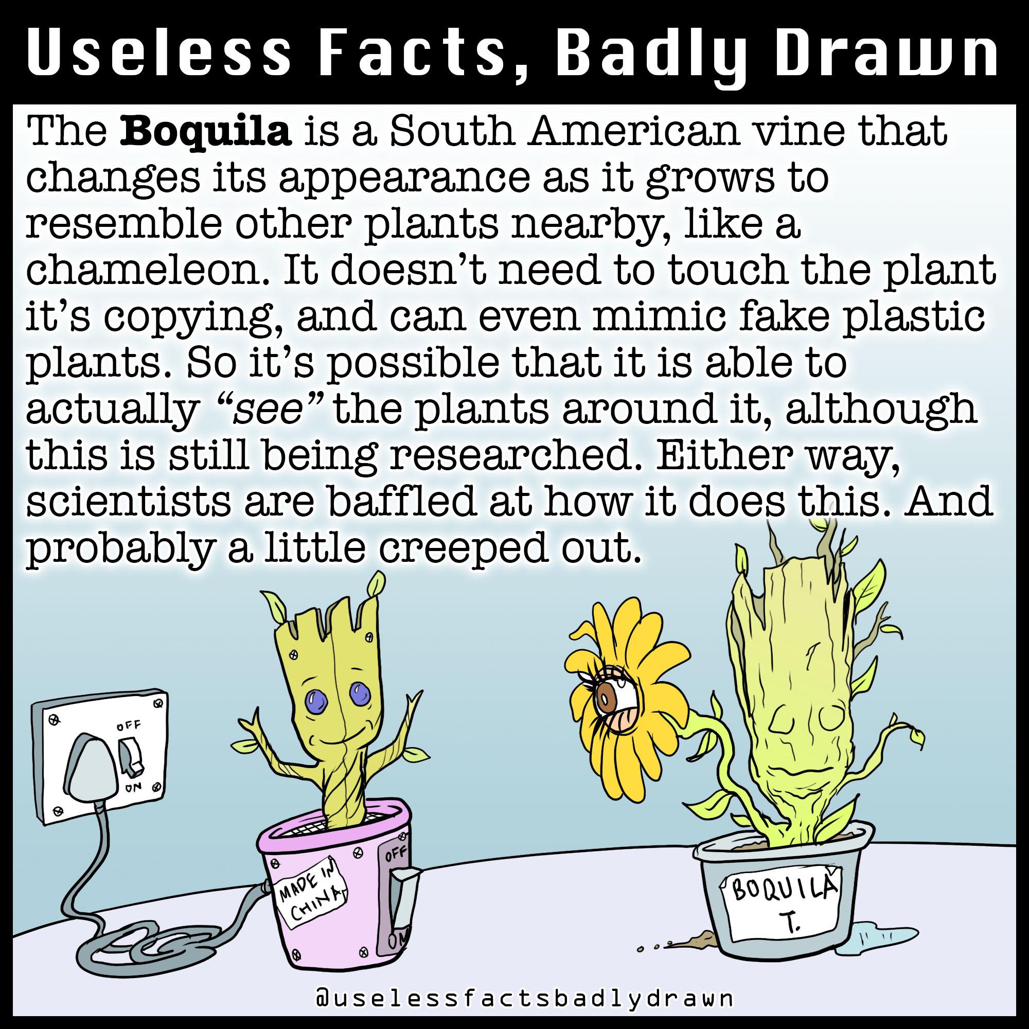 UELIERN S T L TR 11T The Boquila is a South American vine that changes its appearance as it grows to resemble other plants nearby like a chameleon It doesnt need to touch the plant its copying and can even mimic fake plastic plants So its possible that it is able to actually see the plants around it although this is still being researched Either way scientists are baffled at how it does this And p