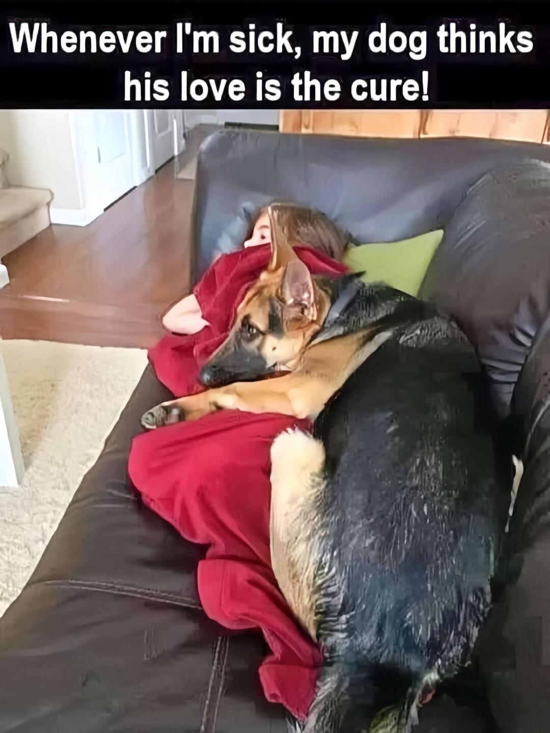 Whenever Im sick my dog thinks his love is the cure