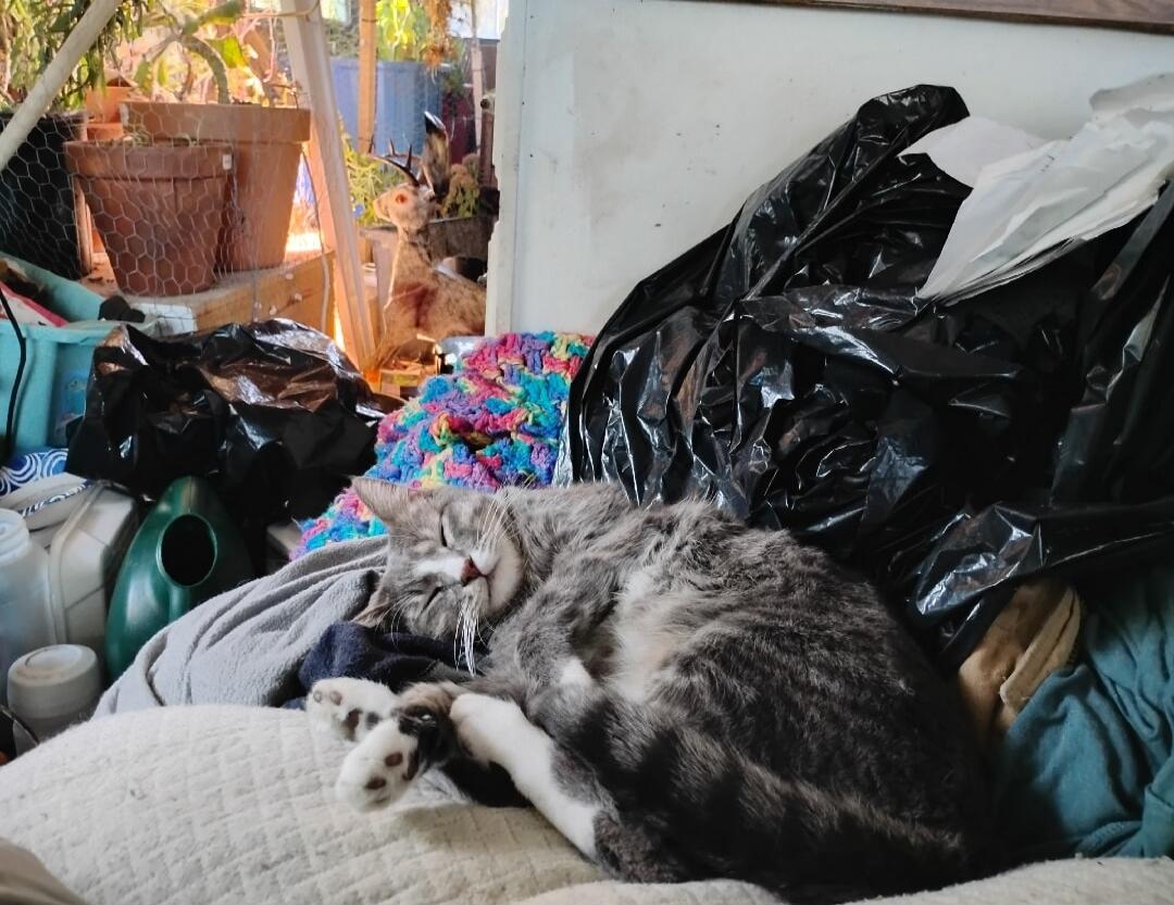 A gray tabby cat lounging on a couch amid clutter and black garbage bags.