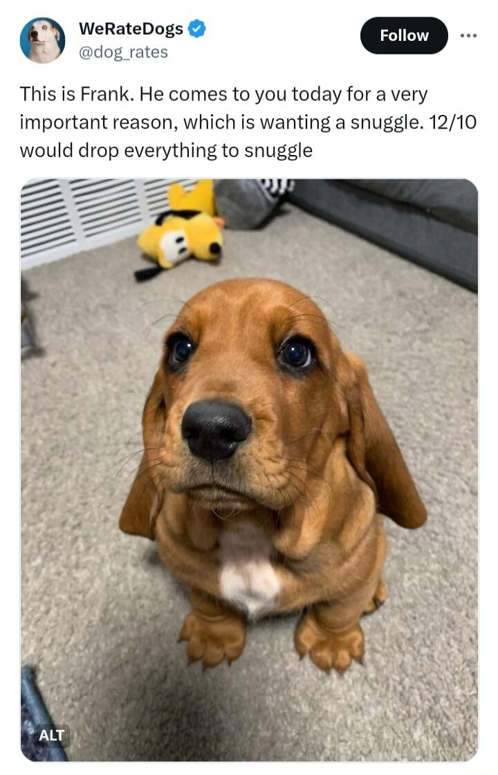 WeRateDogs m dog rates This is Frank He comes to you today for a very important reason which is wanting a snuggle 1210 would drop everything to snuggle W s A