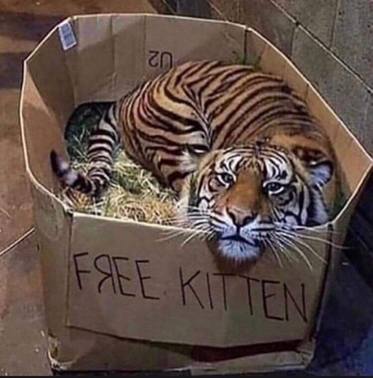 FREE KITTEN