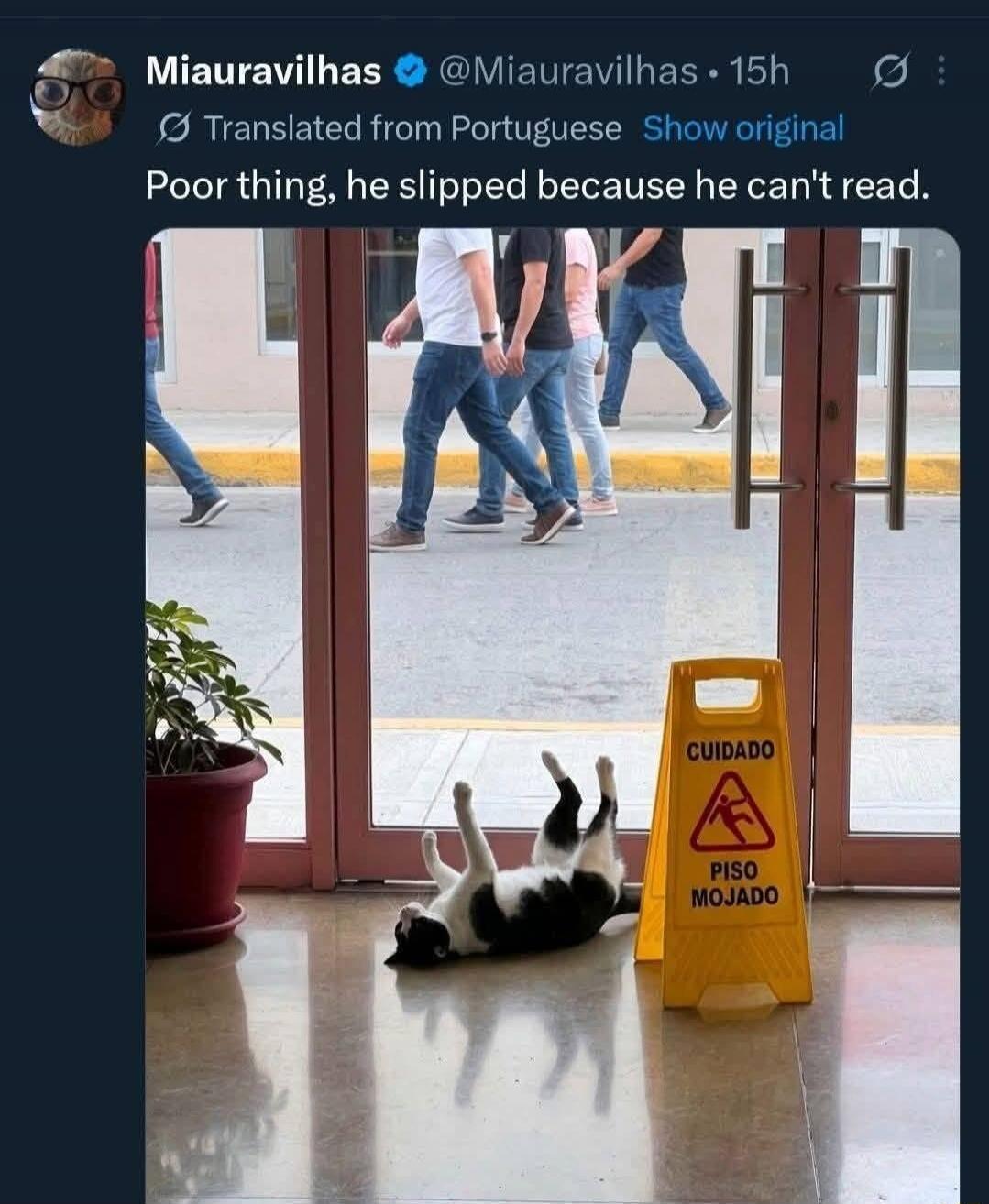Miauravilhas @Miauravilhas 15h Translated from Portuguese Show original Poor thing, he slipped because he can't read. CUIDADO PISO MOJADO