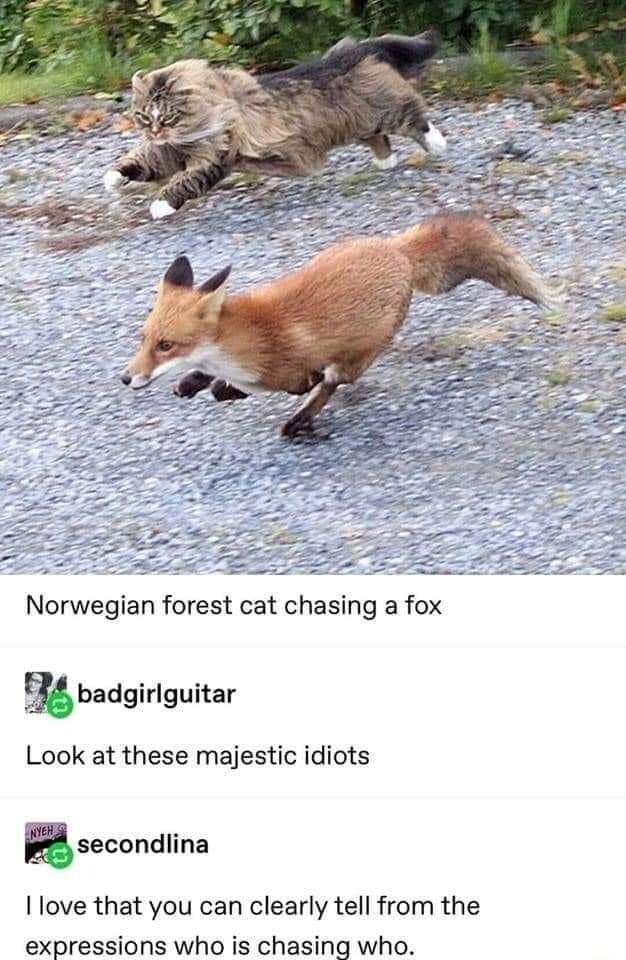 Norwegian forest cat chasing a fox mbadgirlguitar Look at these majestic idiots Rsecondlina I love that you can clearly tell from the expressions who is chasing who