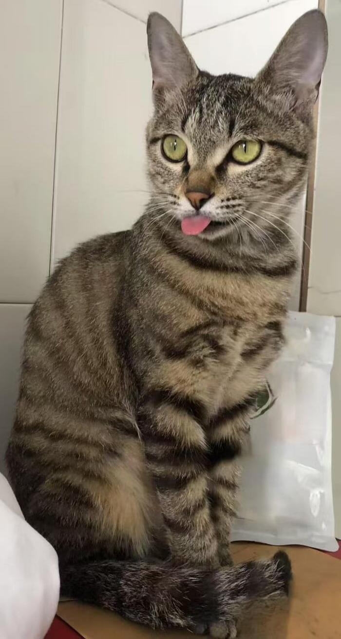 A tabby cat with its tongue sticking out.