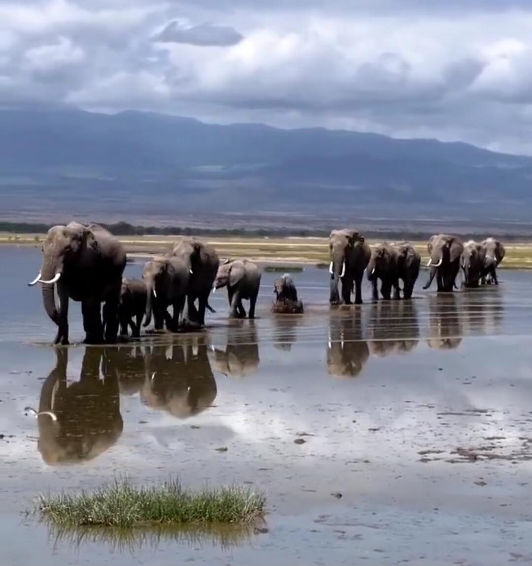 A herd of elephants wading through a shallow wetland with reflections on the water; distant mountains under a cloudy sky.