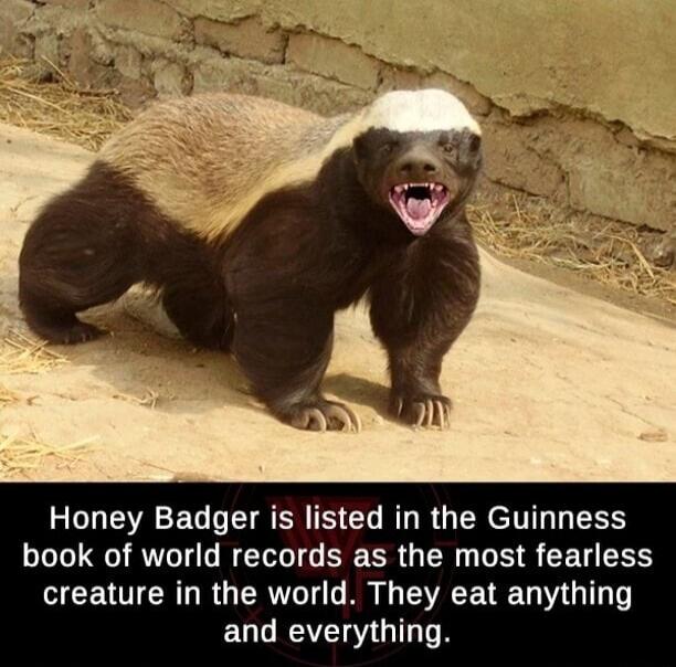 Honey Badger is listed in the Guinness book of world records as the most fearless creature in the world. They eat anything and everything.