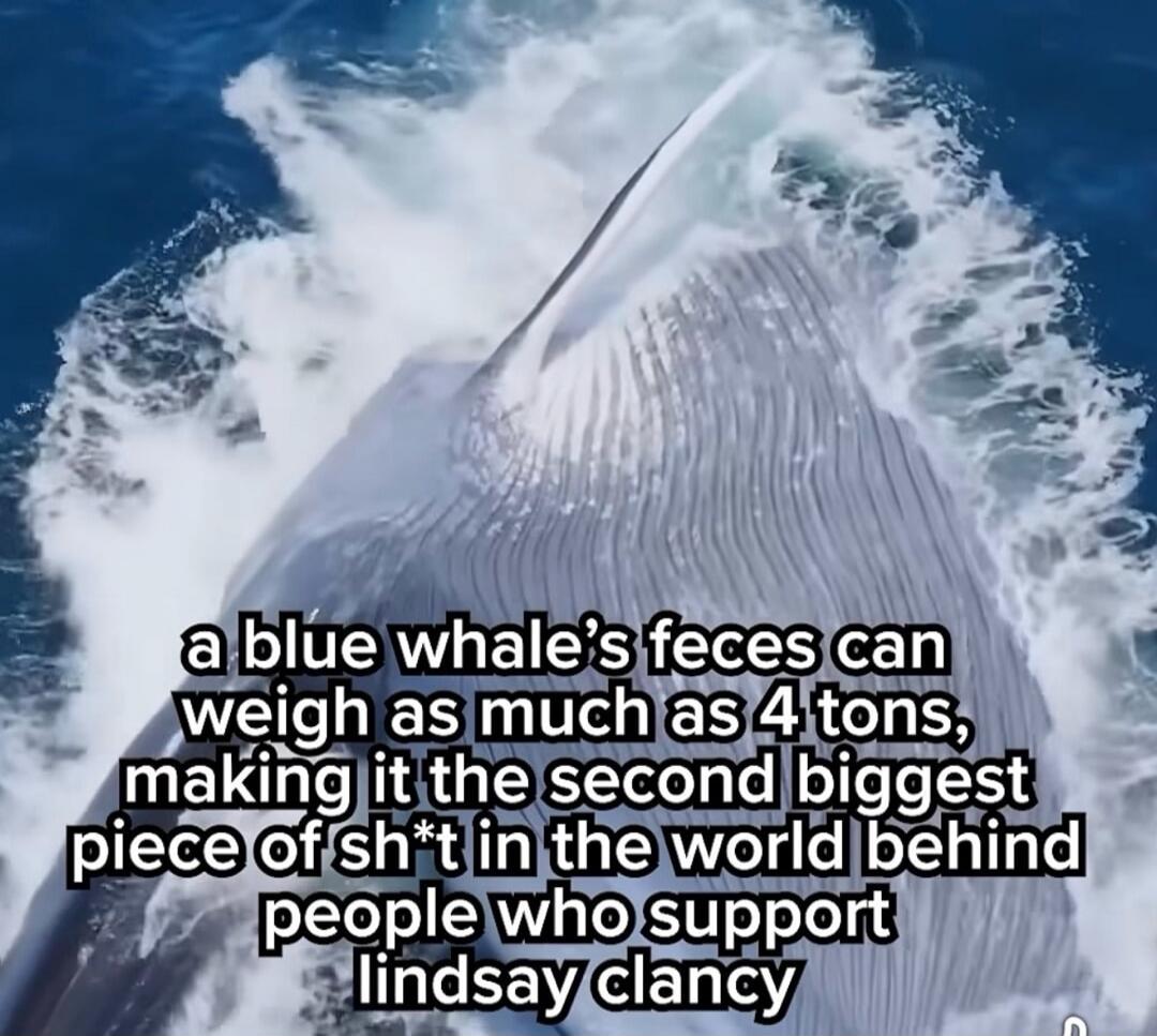 a blue whale's feces can weigh as much as 4 tons, making it the second biggest piece of sh*t in the world behind people who support lindsay clancy