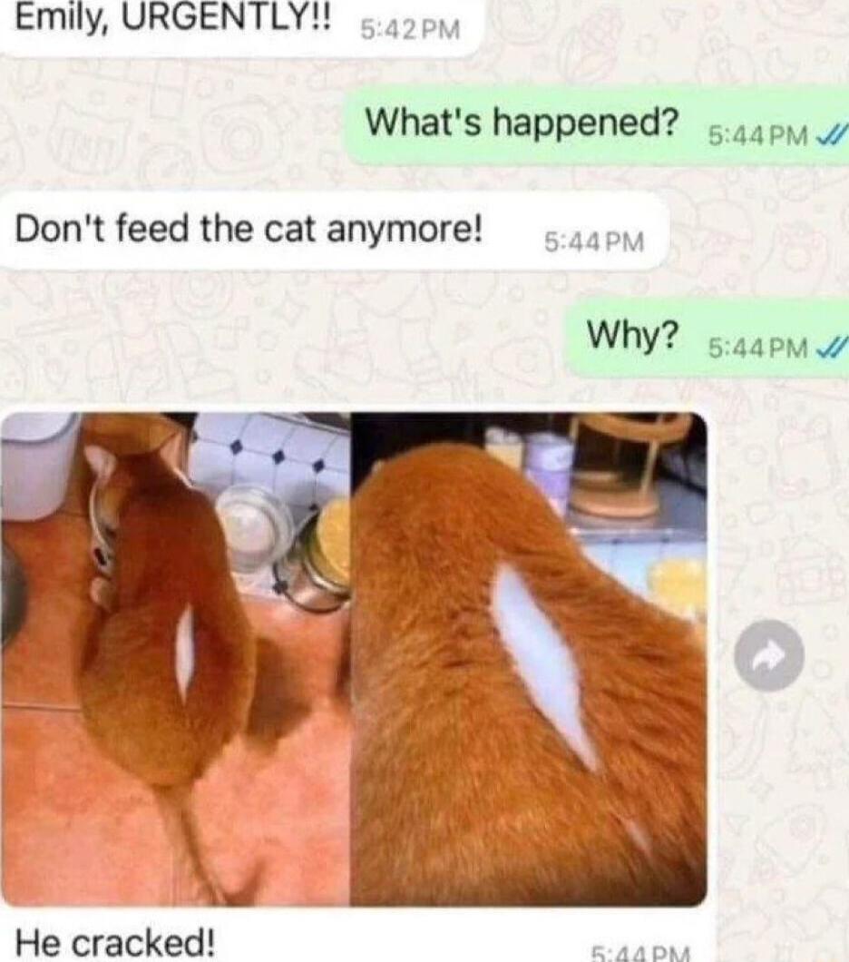 Emily URGENTLYX 5 5001 Whats happened 451 Dont feed the cat anymore 0 He cracked