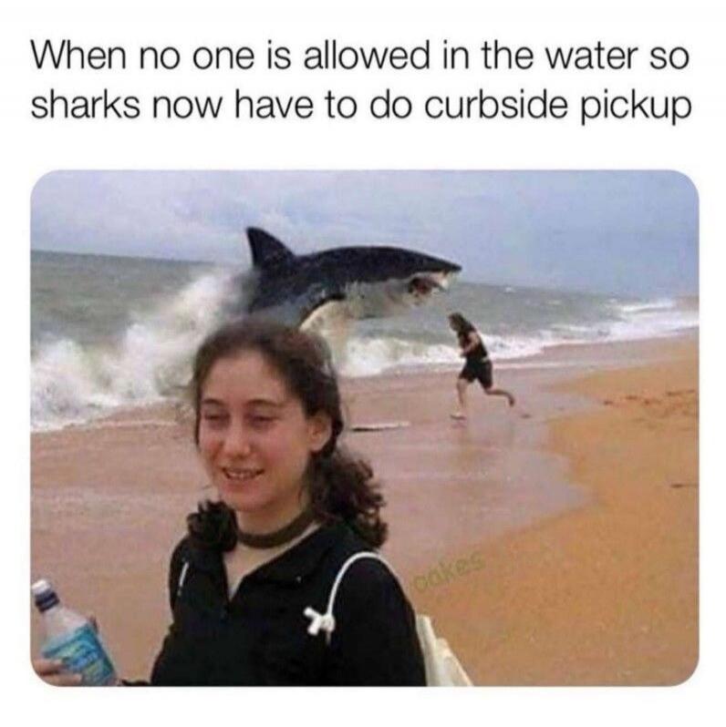 When no one is allowed in the water so sharks now have to do curbside pickup