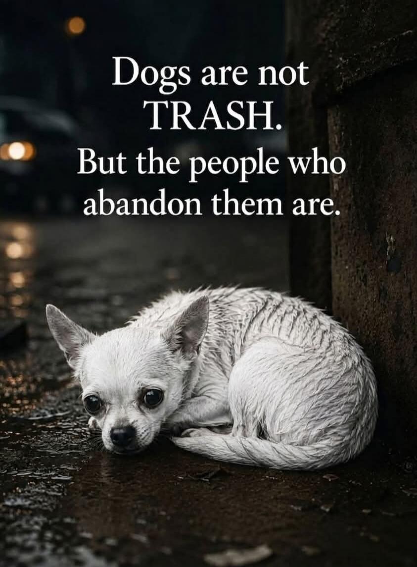 Dogs are not TRASH. But the people who abandon them are.