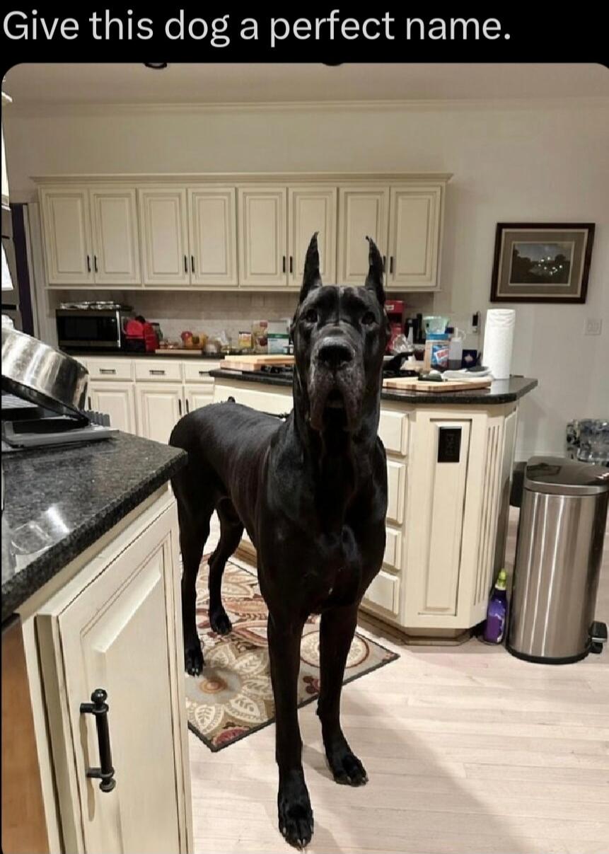 Give this dog a perfect name.