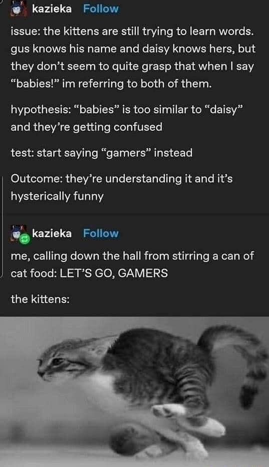 g kazieka Follow issue the kittens are still trying to learn words gus knows his name and daisy knows hers but they dont seem to quite grasp that when say babies im referring to both of them hypothesis babies is too similar to daisy and theyre getting confused test start saying gamers instead Outcome theyre understanding it and its hysterically funny kazieka Follow me calling down the hall from st